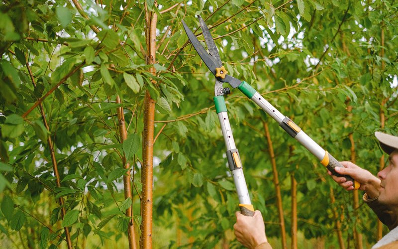 Tree trimming in Pendroy, MT